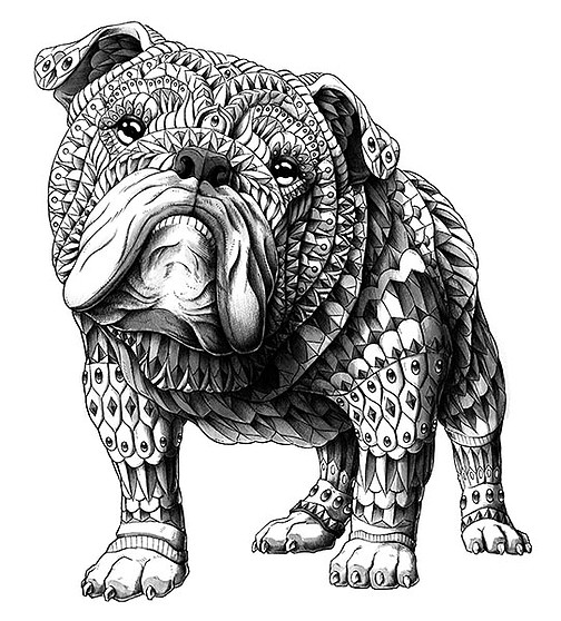 english-bulldog