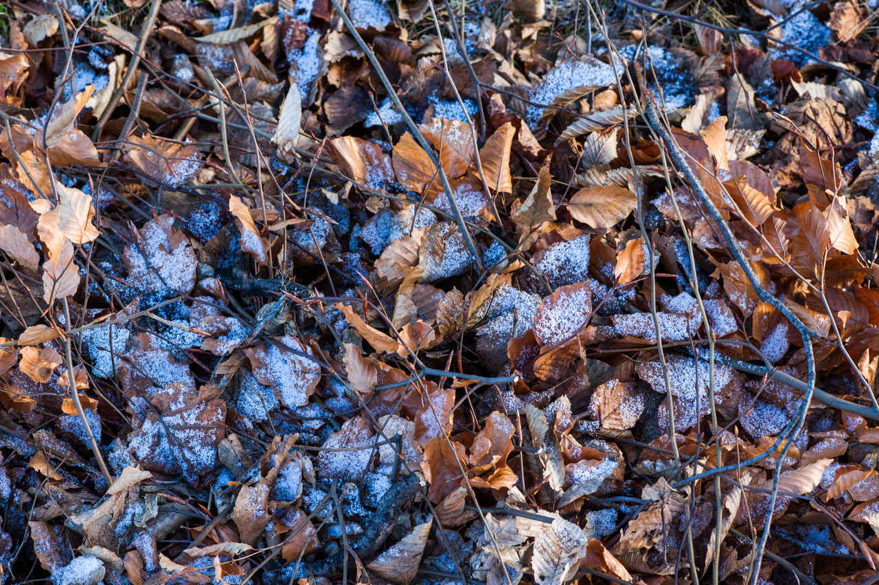 winter-leafs-free-texture