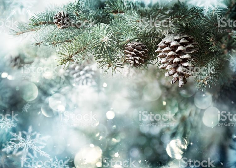 Fir Branch With Pine Cone And Snow Flakes - Stock Image