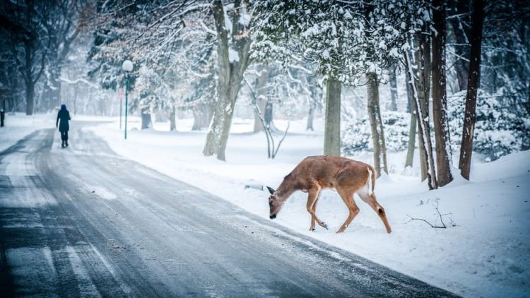 Free Stock Photo of Animal Deer Road