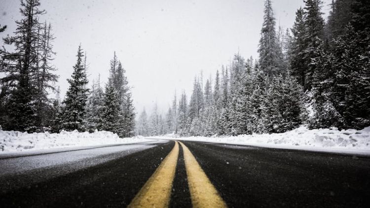 Free Stock Photo of Asphalt Fir Trees HIghway