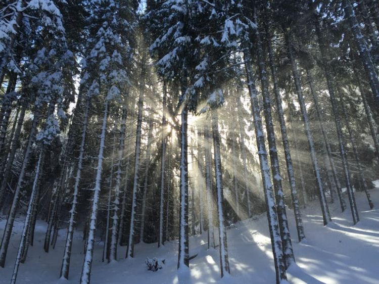 Snow Covered Trees on Snow Covered Surface - Free Stock Photo