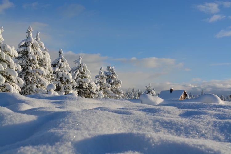 Snow Flake on Ground - Free Stock Photo