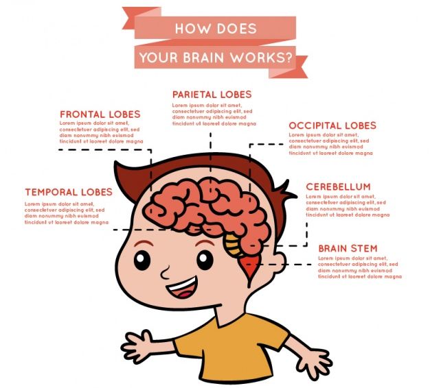 infographic-about-brain-operation